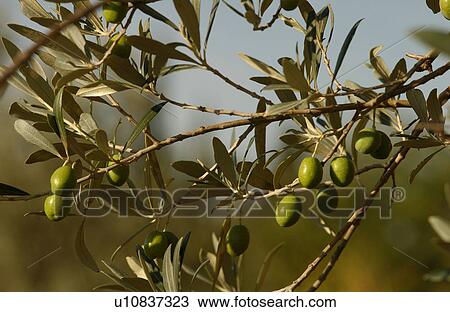 Olives - Tuscany, Italy View Large Photo Image Stock Image - Olives - Tuscany, Italy. Fotosearch