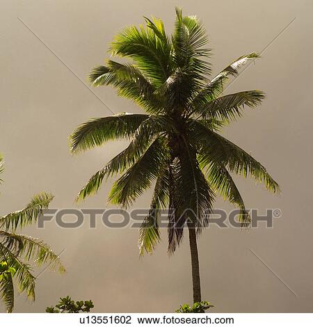 Palm Tree against Dark Cloud View Large Photo Image Stock Image - Palm Tree against Dark Cloud. Fotosearch