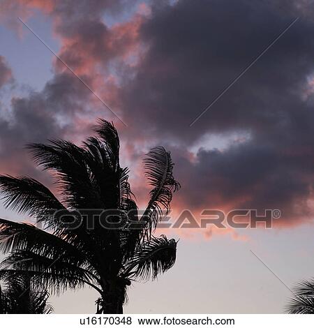 Stock Photo - Palm Tree. Fotosearch