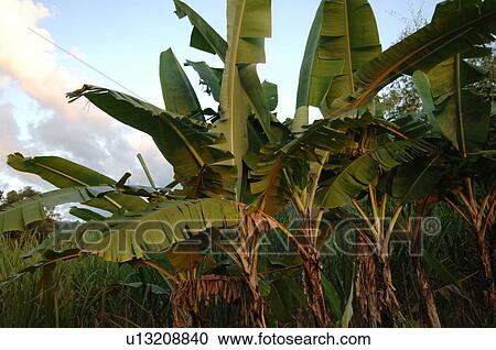 Palm Trees growing in a field View Large Photo Image Stock Image - Palm Trees growing in a field. Fotosearch