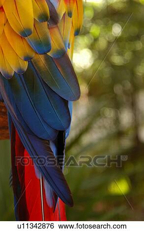 Parrot Feathers View Large Photo Image Stock Photograph - Parrot Feathers. Fotosearch