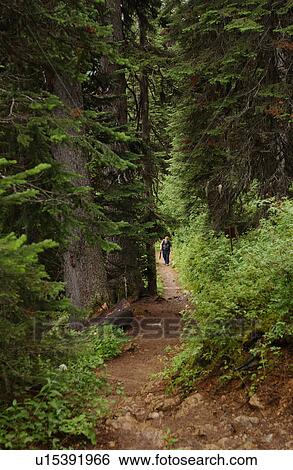 Person walking on a forest trail Rocky Mountains, Canada View Large Photo Image Stock Photograph - Person walking on a forest trail Rocky Mountains, Canada. Fotosearch