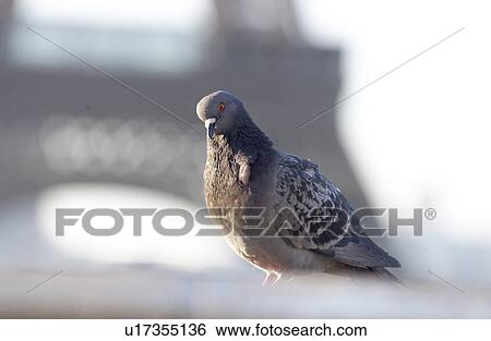 Pigeon at Eiffel Tower - Paris, France View Large Photo Image Stock Photograph - Pigeon at Eiffel Tower - Paris, France. Fotosearch