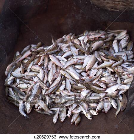 Stock Image - Pile of fish. Fotosearch