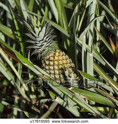 Stock Image - Pineapple at Moorea in Tahiti. Fotosearch