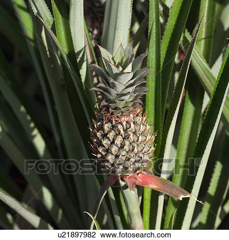 Pineapple Field at Moorea in Tahiti View Large Photo Image Stock Image - Pineapple Field at Moorea in Tahiti. Fotosearch