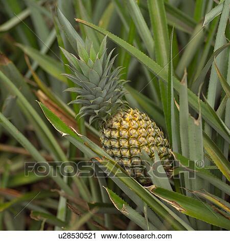 Pineapple View Large Photo Image Stock Image - Pineapple. Fotosearch