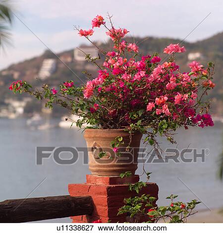 Stock Photo - Pink flowers in flowerpot. Fotosearch