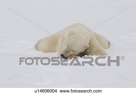 Polar Bears in Churchill Manitoba Canada North View Large Photo Image Picture - Polar Bears in Churchill Manitoba Canada North. Fotosearch