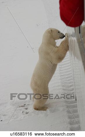 Polar Bears in Churchill Manitoba Canada North View Large Photo Image Stock Photograph - Polar Bears in Churchill Manitoba Canada North. Fotosearch
