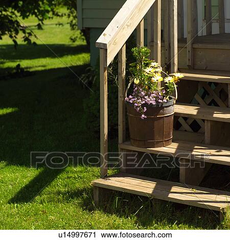 Potted plant on the steps of a house in Prince Edward Island, Canada View Large Photo Image Stock Image - Potted plant on the steps of a house in Prince Edward Island, Canada. Fotosearch