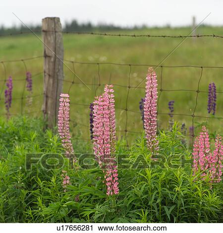 Prince Edward Island - Canada View Large Photo Image Stock Image - Prince Edward Island - Canada. Fotosearch