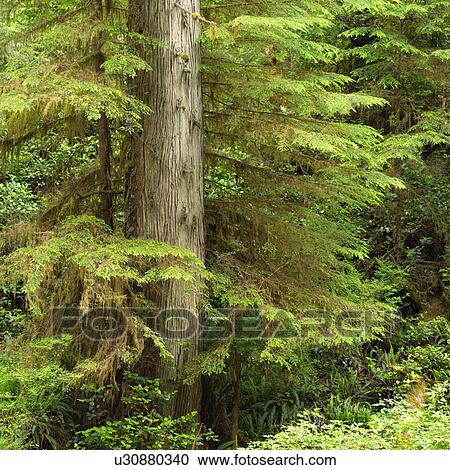 Rain Forest Trail, Pacific Rim National Park, Vancouver Island, Canada View Large Photo Image Stock Image - Rain Forest Trail, Pacific Rim National Park, Vancouver Island, Canada. Fotosearch