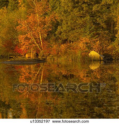 Reflection of Forest in Water View Large Photo Image Stock Photo - Reflection of Forest in Water. Fotosearch