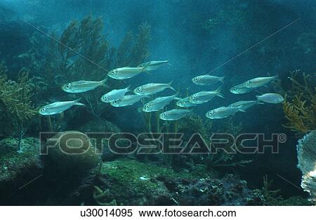 School of Fish View Large Photo Image Stock Photography - School of Fish. Fotosearch