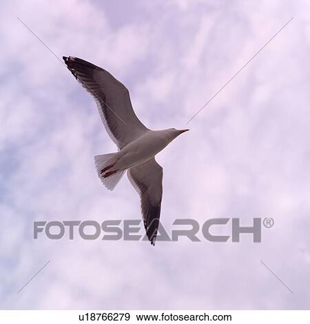 Stock Photo - Seagull Flying. Fotosearch