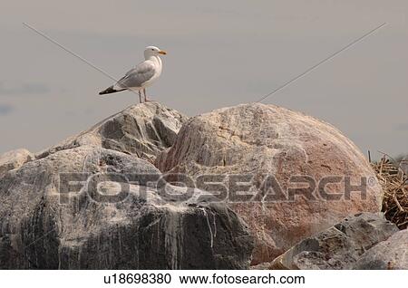 Seagull standing on rocks View Large Photo Image Stock Image - Seagull standing on rocks. Fotosearch