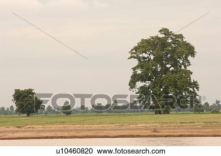 Stock Image - Shoreline of the Irrawaddy River. Fotosearch