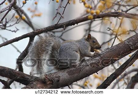 Stock Image - Squirrel on a tree branch in Montreal, Canada. Fotosearch