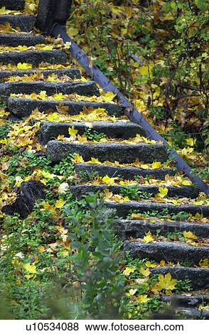 Stairs with fallen dry leaves View Large Photo Image Stock Photo - Stairs with fallen dry leaves. Fotosearch