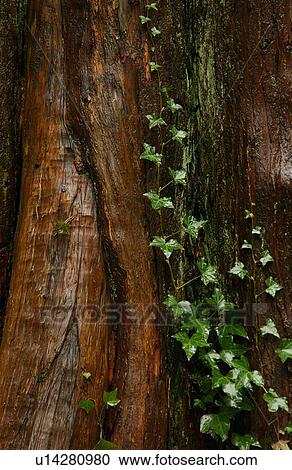 Stock Image - Stanley Park - Vancouver, British Columbia, Canada. Fotosearch
