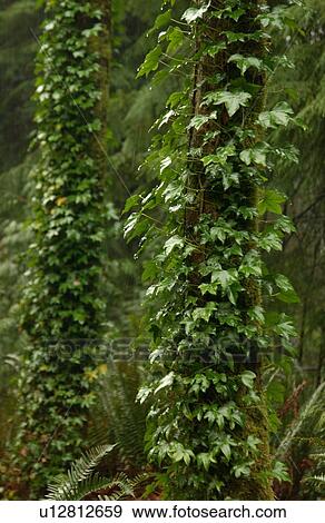 Stock Photo - Stanley Park - Vancouver, British Columbia, Canada. Fotosearch