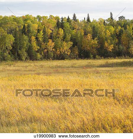 Tall Grass at Edge of Forest View Large Photo Image Stock Image - Tall Grass at Edge of Forest. Fotosearch