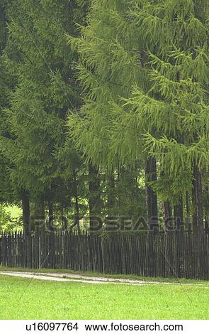 Tall trees behind a wooden fence in Slovenia View Large Photo Image Picture - Tall trees behind a wooden fence in Slovenia. Fotosearch