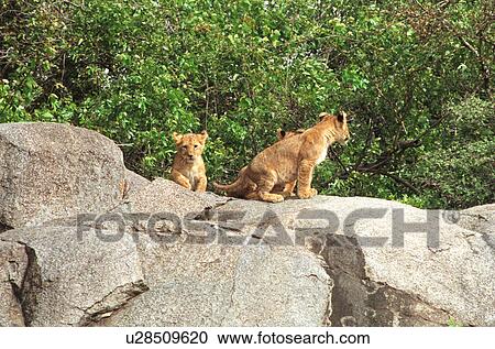 Stock Image - Tanzania, Africa - Serengeti, Ngorongoro Crater. Fotosearch