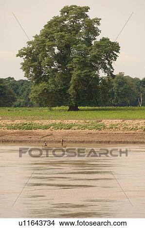 Tree Along Shoreline View Large Photo Image Picture - Tree Along Shoreline. Fotosearch