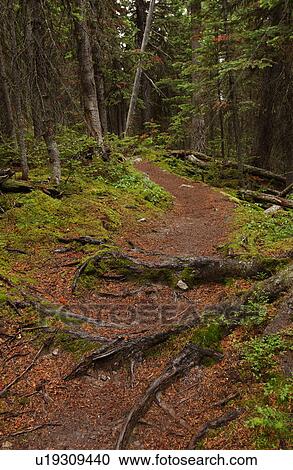 Tree roots protruding from the ground, Rocky Mountains, Canada View Large Photo Image Stock Image - Tree roots protruding from the ground, Rocky Mountains, Canada. Fotosearch