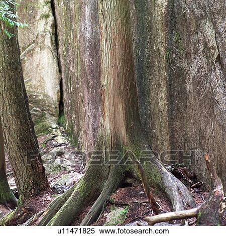 Tree Roots View Large Photo Image Stock Photography - Tree Roots. Fotosearch