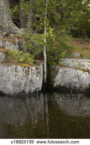 Stock Photo - Tree. Fotosearch