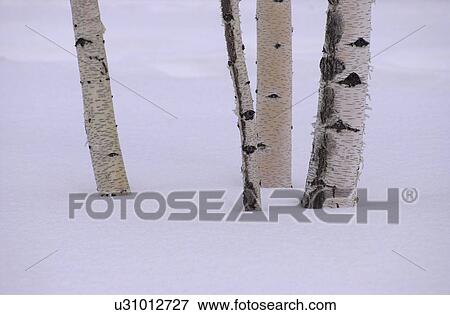 Tree Trunks in Winter View Large Photo Image Stock Photo - Tree Trunks in Winter. Fotosearch