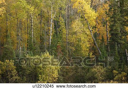 Trees in Autumn Colors View Large Photo Image Stock Photography - Trees in Autumn Colors. Fotosearch