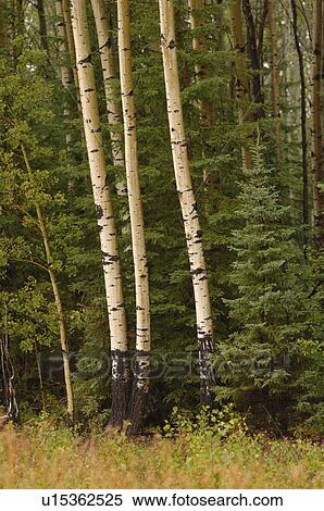 Stock Photography - Trees in forest around Oil Sands. Fotosearch