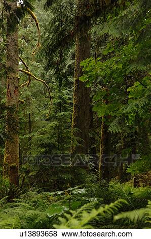 Trees in forest, Cathedral Grove Trail, Vancouver Island, Canada View Large Photo Image Stock Photo - Trees in forest, Cathedral Grove Trail, Vancouver Island, Canada. Fotosearch