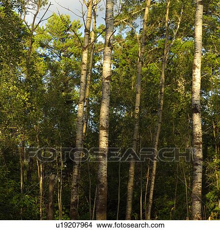 Picture - Trees in forest. Fotosearch
