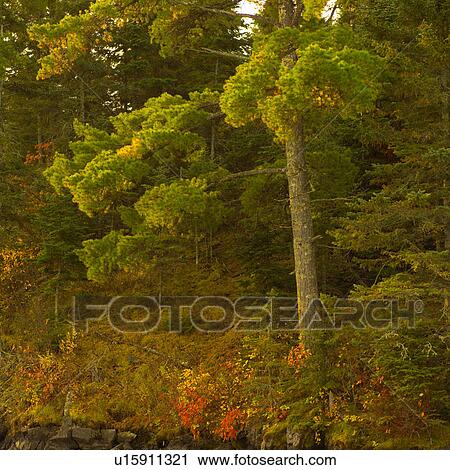 Trees in Forest View Large Photo Image Stock Image - Trees in Forest. Fotosearch