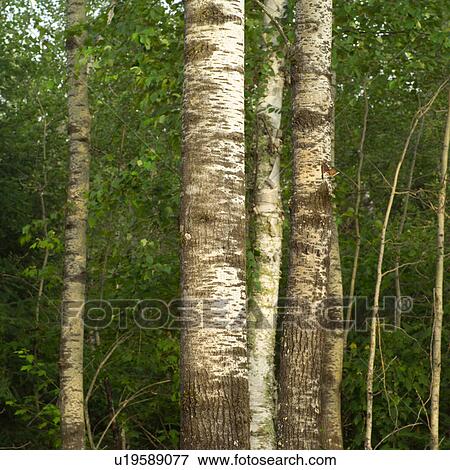 Trees in forest View Large Photo Image Stock Photo - Trees in forest. Fotosearch