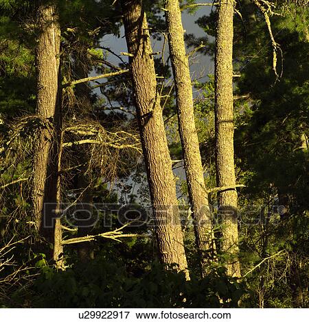 Stock Photo - Trees in forest. Fotosearch