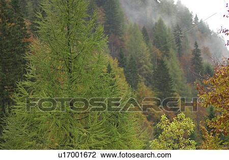 Stock Image - Trees in the wilderness in Slovenia. Fotosearch