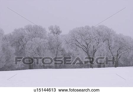 Trees in Winter View Large Photo Image Stock Image - Trees in Winter. Fotosearch
