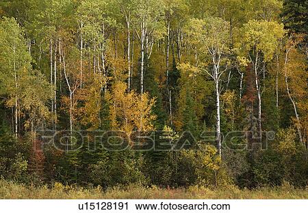 Trees Turning to Autumn Colors View Large Photo Image Stock Image - Trees Turning to Autumn Colors. Fotosearch