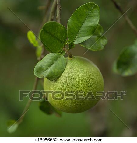 Stock Image - Tropical Fruit Growing on Vine at Moorea in Tahiti. Fotosearch