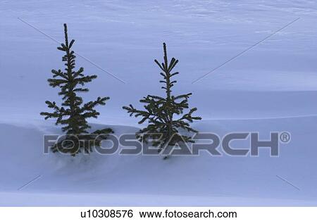 Stock Photograph - Twin Trees in Winter. Fotosearch