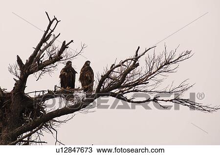 Two birds on a tree branch View Large Photo Image Stock Image - Two birds on a tree branch. Fotosearch