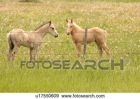 Two horses standing in a field, Canada View Large Photo Image Stock Photo - Two horses standing in a field, Canada. Fotosearch