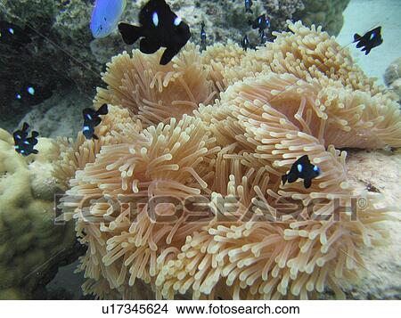 Underwater close-up of a water plant View Large Photo Image Picture - Underwater close-up of a water plant. Fotosearch