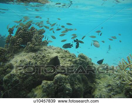 Underwater view of a school of Fish View Large Photo Image Stock Photo - Underwater view of a school of Fish. Fotosearch
